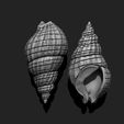 03_shell-3-3d-print-aquarium-3d-model-obj-fbx-stl.jpg Shell 3 - 3D Print - Aquarium - Sea Life