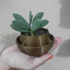 WhatsApp-Image-2023-09-24-at-14.42.04.jpeg Vase à fleurs succulentes