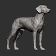 rhodesian-ridgeback11.jpg Rhodesian ridgeback 3D print model