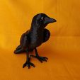 IMG_20241014_160037273.jpg Crow