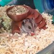 WhatsApp-Image-2021-06-13-at-17.31.42.jpeg STL file Hamster's house - Hamster's house・3D printable model to download