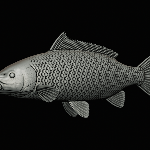 🎏 COMMON CARP (CYPRINUS CARPIO) real size open mouth fish model for 3D ...