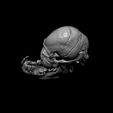 4a.jpg Calf Skull with Cyclopia
