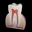 dental-anatomy-15-cm.png Educational dental anatomy model