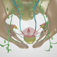 CERVICAL-CANCER-5.png 3D CÁNCER DE CUELLO UTERINO CON ÚTERO, GANGLIOS LINFÁTICOS, SISTEMA URINARIO, VÉRTEBRAS Y PELVIS