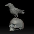 234234234234234.jpg bird crow