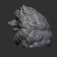 5.jpg Pomeranian head