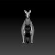 kang3.jpg kangaroo - kangaroo 3d model