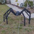 IMG_20221021_184426149_HDR.jpg Giant Lawn Spider