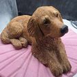 Golden-Retriever-e.jpg Golden Retriever