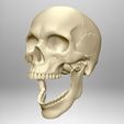 Skull-articulated9.jpg Skull articulated