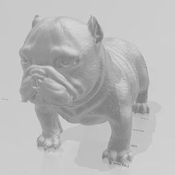 exotic-bebe.jpg Exotic bully cachorro