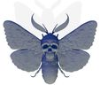 butterfly-3d-model.jpg DEATH'S HEAD HAWKMOTH