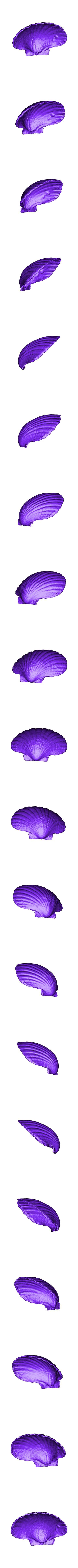 Large_Shell.stl Concha do mar - Digitalizador MultiScan