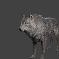 wolf2.png Realistic Wolf Rigged
