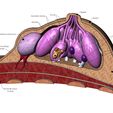 BREAST-00.JPG Anatomical female breasts model with common diseases