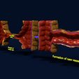 as3.jpg 3D Angiogenesis NEW BLOOD VESSEL FORMATION