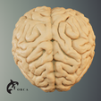 7.png Brain Anatomy STL for Education