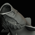 coalfish-open-mouth-statue-box-70.png COALFISH / POLLACHIUS VIRENS trophy with storage space for 3d printing