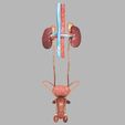 1200ax.jpg Genito-urinary tract male 3D model 3D model