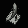 common-carp-trophy-2-2-1-41.png COMMON CARP (CYPRINUS CARPIO) fish in motion trophy statue detailed texture for 3d printing