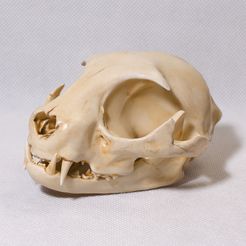 Cat-Skull-Painted-three-quarter.jpg Fichier STL Sculpture de crâne de chat・Modèle à télécharger et à imprimer en 3D
