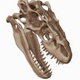 05.jpg Albertosaurus 3D skull