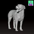 LAbradorboxermongrelcults2.jpg Labrador Boxer Mongrel Dog