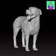 LAbradorboxermongrelcults2.jpg ラブラドール ボクサー 雑種犬