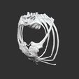 Côtes 01 sur thorax résultat.jpg Life size baby T-rex skeleton - Part 04/10
