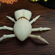 IMG_20230920_201823.jpg Adorable Cute Flexi Baby Spider - Print in Place