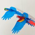 IMG_20240621_163654451.jpg Flying Macaw