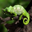 TQuadricornisPosterSzene0008.jpg Southern four-horned chameleon Triocerus quadricornis file with full-size texture STL 3D print high polygon - modeled in Zbrush with tree/branch