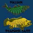 sssss.jpg FLEXI PEACOCK BASS  FISH