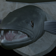 Barracuda-solo-model-13-2.png fish head great barracuda trophy statue detailed texture for 3d printing