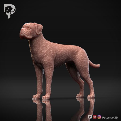 Boxer-Pose-02-Dog-3D-Print-9s.jpeg Chien Boxer Modèle imprimé en 3D Pose 02