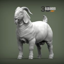 Boer-Goats-male-1.jpg Modelo impreso en 3D de macho de cabra bóer