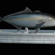 Greater-Amberjack-statue-12.png fish greater amberjack / Seriola dumerili statue detailed texture for 3d printing