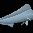 mahi-mahi-model-1-48.png fish mahi mahi / common dolphin trophy statue detailed texture for 3d printing