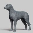 R02.jpg Irish Wolfhound V3