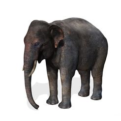 0.jpg DOWNLOAD ELEPHANT 3D MODEL ELEPHANT INDIA AFRICA ANIMAL