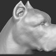6.jpg Cane Corso dog head for 3D printing