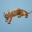 tigre-bengale-1.jpg Royal Bengal Tiger 🐅