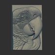 macaws-head-15.jpg relife carving of c macaw head