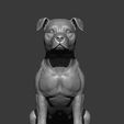 American-Staffordshire-Terrier8.jpg American Staffordshire Terrier 3D print model