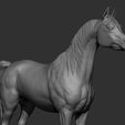 25.jpg Horse Breeds Collection