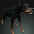 03B.jpg DOG DOG DOWNLOAD Dóberman 3d model Animated for Blender - fbx - unity - maya - unreal - c4d - 3ds max - 3D printing DOBERMAN DOG DOG PET CANINE POLICE WOLF DOG