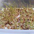 IMG-20200525-WA0025.jpg GERMINATORS, SEED SPROUTS, GERM, GERM, LENTILS, HEALTHY, NATURAL, GERMOIR, SPROUTING, SPROUTS, PIPES, GERMINATED, ORCHARD, GARDEN, SOYBEAN, CHIA, ALFALFA, GERMINATORS, SEED SPROUTS, GERM, GERMOIR, SPROUT, PIPES, GERMINATED, ORCHARD, GARDEN, SOYBEAN, CHIA, ALFALFA