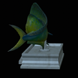mahi-mahi-mouth-statue-14.png fish mahi mahi / common dolphin fish open mouth statue detailed texture for 3d printing