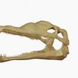 26.jpg Mosasaurus skull